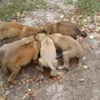 سگ سرابی اصل