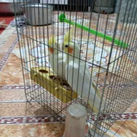 پرنده|پرنده|نیک شهر, |دیوار