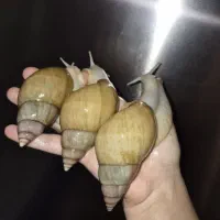 حراج سوپر مولد و شاه مولد