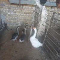 بوقلمون وغاز|حیوانات مزرعه|تربتحیدریه, پایانه مسافربری تربت حیدریه|دیوار