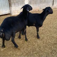 بره قوچ قره قزل هترو