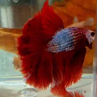 فایتر با کیفیت مشابه بار خارجی رسید