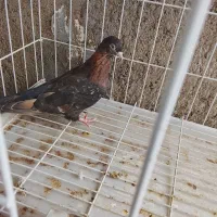 کبوتر سوسنی نر درکنگان