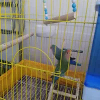 یه جفت طوطی برزیلی|پرنده|دزفول, |دیوار