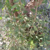 حنامحلی|گل و گیاه طبیعی|جیرفت, |دیوار