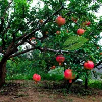 خونه-باغ-سند-دار-با-امتیازات