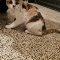 واگذاری گربه|گربه|لاهیجان, یوسف آباد|دیوار