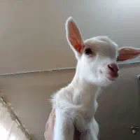 بزغاله سانن عروسک|حیوانات مزرعه|مشهد, عبادی|دیوار