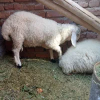 بره شیر نرو ماده|حیوانات مزرعه|کرمان, |دیوار