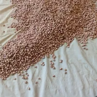 لوبیای چیتی خمین