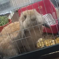 خرگوش لپی|موش و خرگوش|چناران, |دیوار