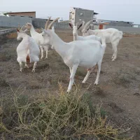 فروش ۵ راس سانن اصل آبستن سنگین شیری