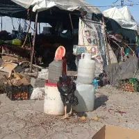 جوجه لاری|حیوانات مزرعه|مینودشت, |دیوار