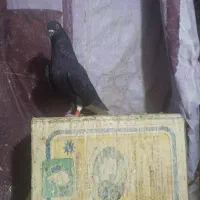 دمسفید
