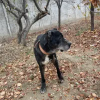 سگ سرابی|سگ|رباطکریم, نوده|دیوار