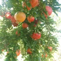 فروش انار ورب انار|خوردنی و آشامیدنی|کاشان, کشاورز|دیوار