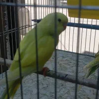 فروش یک جفت مرغ عشق نر و ماده