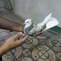 جفت کبوتر شازده سرور