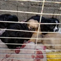 سگ ریز|سگ|بندرعباس, |دیوار