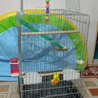قفس