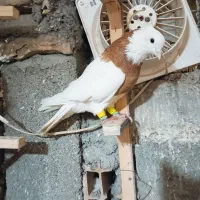 کبوتر رنگی بوم|پرنده|مشهد, چهاربرج|دیوار