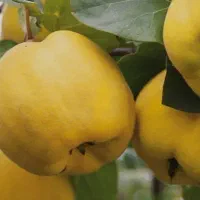 نهال به اصفهان