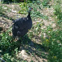 مصری مرغ شاخدار