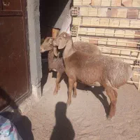 بره و بزغاله نر سربیشه|حیوانات مزرعه|بیرجند, |دیوار