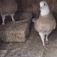 نرو ماده آماده برای جفت ،