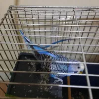 مرغ عشق|پرنده|کرج, ساسانی (قلمستان)|دیوار