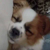 توله سگ آپارتمانی|سگ|سیرجان, |دیوار