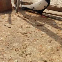 کبوتر|پرنده|گنبد کاووس, |دیوار