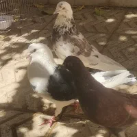 کفتر پرشی وطوقی