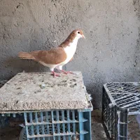 کبوتر