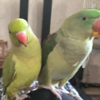 طوطی سبز|پرنده|تهران, علم و صنعت|دیوار