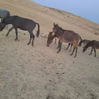 اسب وقاطر