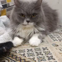 گربه پرشین دست و پا کوتاه عروسکی