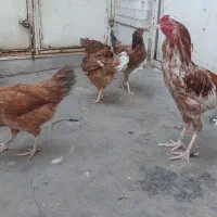 مرغ و خروس برهما و لاری  یکساله|حیوانات مزرعه|پاکدشت, خاتون آباد|دیوار