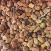 باقالی
