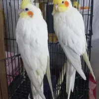 یک جفت عروس هلندی ۳ماهه