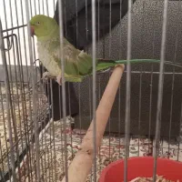 طوطی ملنگو سخنگو