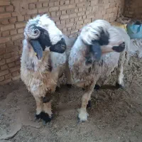 بره نر.گوشت خالص
