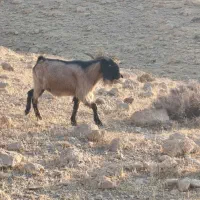 چهار پازن دو سه ساله