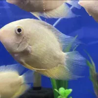 ماهی گوشت خوار  سورم سفید