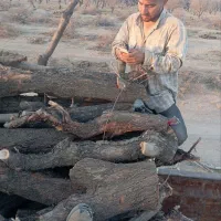 خرید چوب چنار به قیمت بلا وهیزیمی