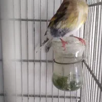 سهره قناری مست مست|پرنده|شیراز, شیخ علی چوپان|دیوار