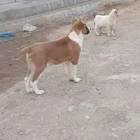 توله خراسانی|سگ|بشاریات, |دیوار