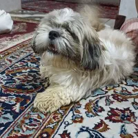 واگذاری سگ