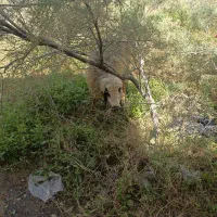 میش سالم فقط 16 تا امشب