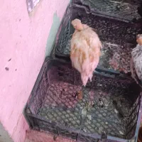 جوجه مرغ و خروس
